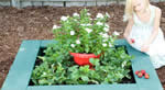 strawberry planter plans - patch plant bed